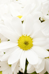 Obraz premium White gerbera daisies