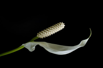Fototapeta premium peace lily side view