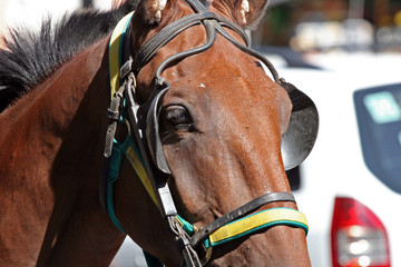 Cavallo primo piano