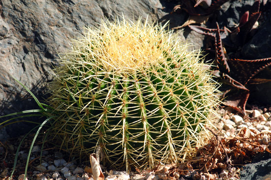 France, Nice, parc Phenix: Echinocactus grusonii