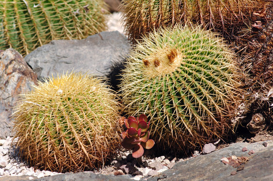 France, Nice, parc Phenix: Echinocactus grusonii