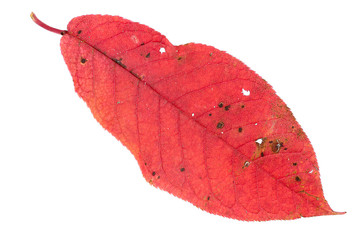 red autumn leaf isolated on white