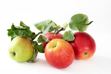 Apples close-up