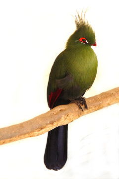 Turaco