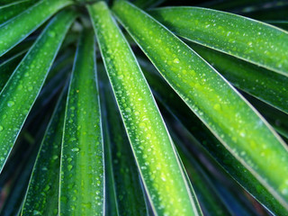 Agave