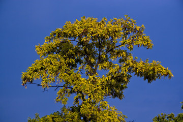Yellow Tree
