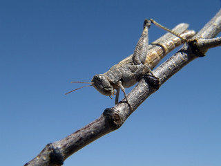 Creosote Grasshopper