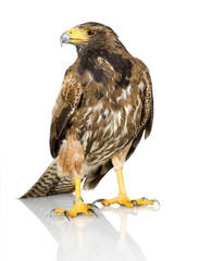 Harris's Hawk