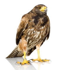 Harris's Hawk