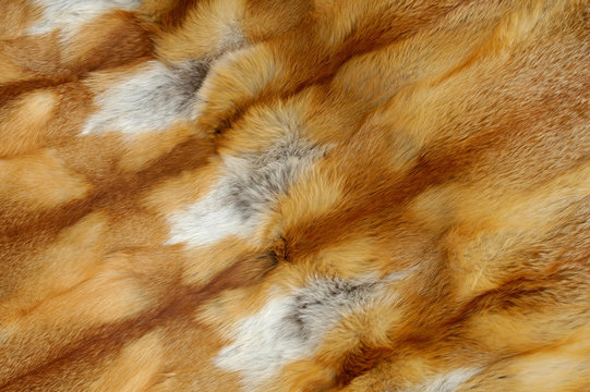 fox carpet 2