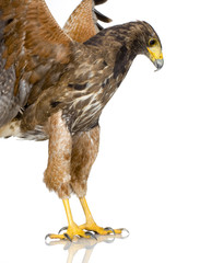 Harris's Hawk