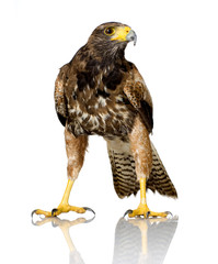 Harris's Hawk