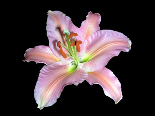 Pink Lilly
