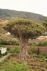 drago de tres mil años mas antiguo del mundo en tenerife