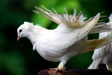 Pigeon