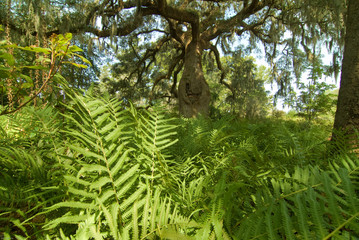 Southern Wood Fern