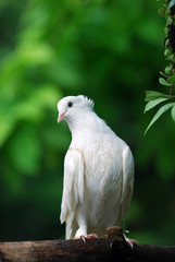 White pigeon