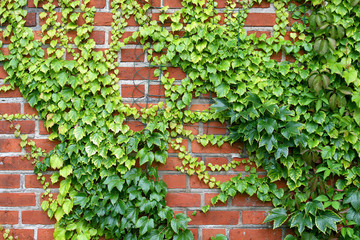 Wild grapes of that creeping through the wall upward