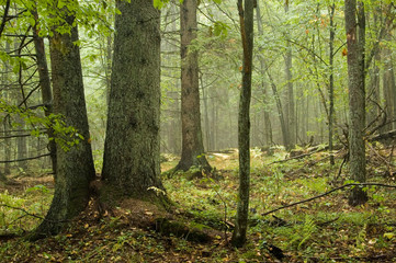Natural mixed forest after rain