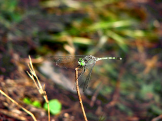 Dragonfly Balance