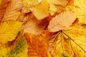 Vlies Fototapete Herbst Leaves