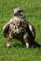 Vogel