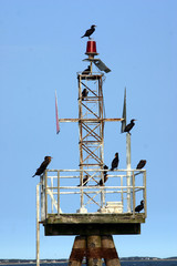 bird tower