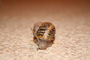 escargot