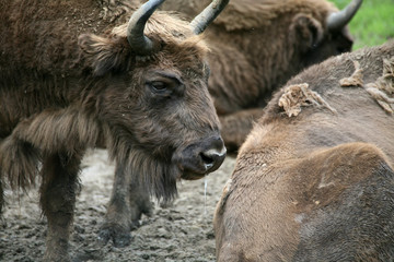 Wisent