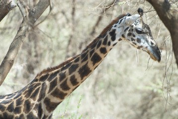 Giraffa nel Serengheti - primo piano di lato