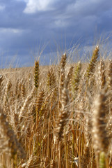 Wheat fields