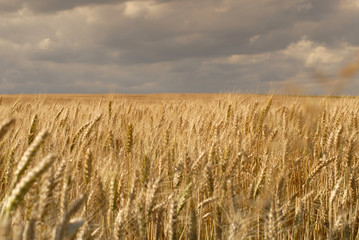 Wheat fields