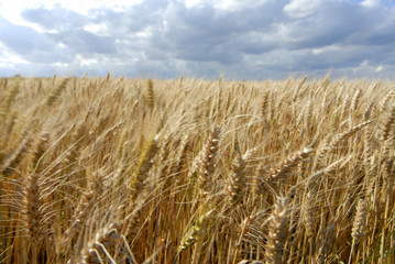 Wheat fields