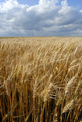 Wheat fields