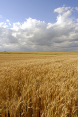 Wheat fields