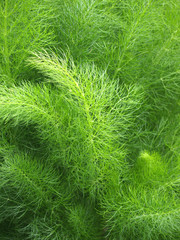 Kräutergarten - Dill