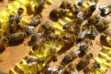 abeilles