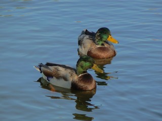 Two ducks