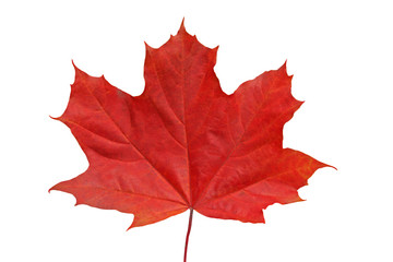 Red maple leaf.