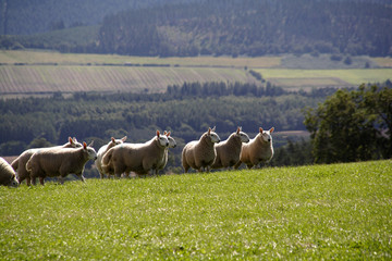 Fototapeta premium Sheep