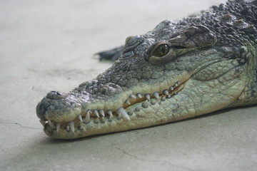 crocodile