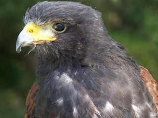 bird of prey,  harris hawk