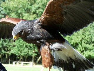bird of prey hunter, harris hawk