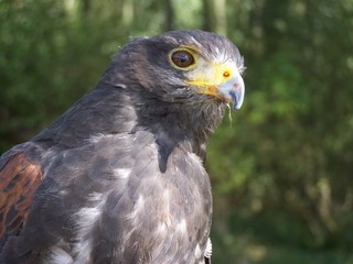 harris hawk, hunting bird of prey