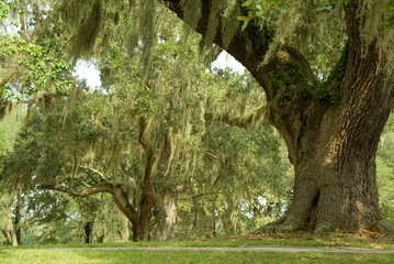 Live Oaks and spanish moss 1