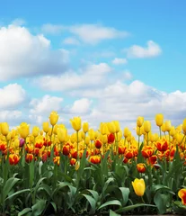 Tuinposter tulips © archana bhartia