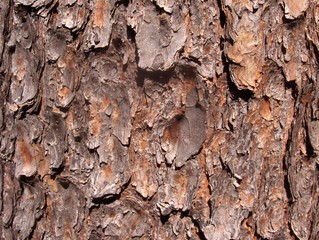 Tree Bark