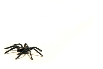 Spider on white background