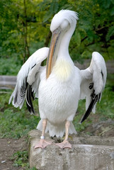 Pelican 2