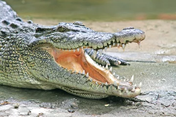 Foto op Plexiglas Krokodil Krokodillenkaken